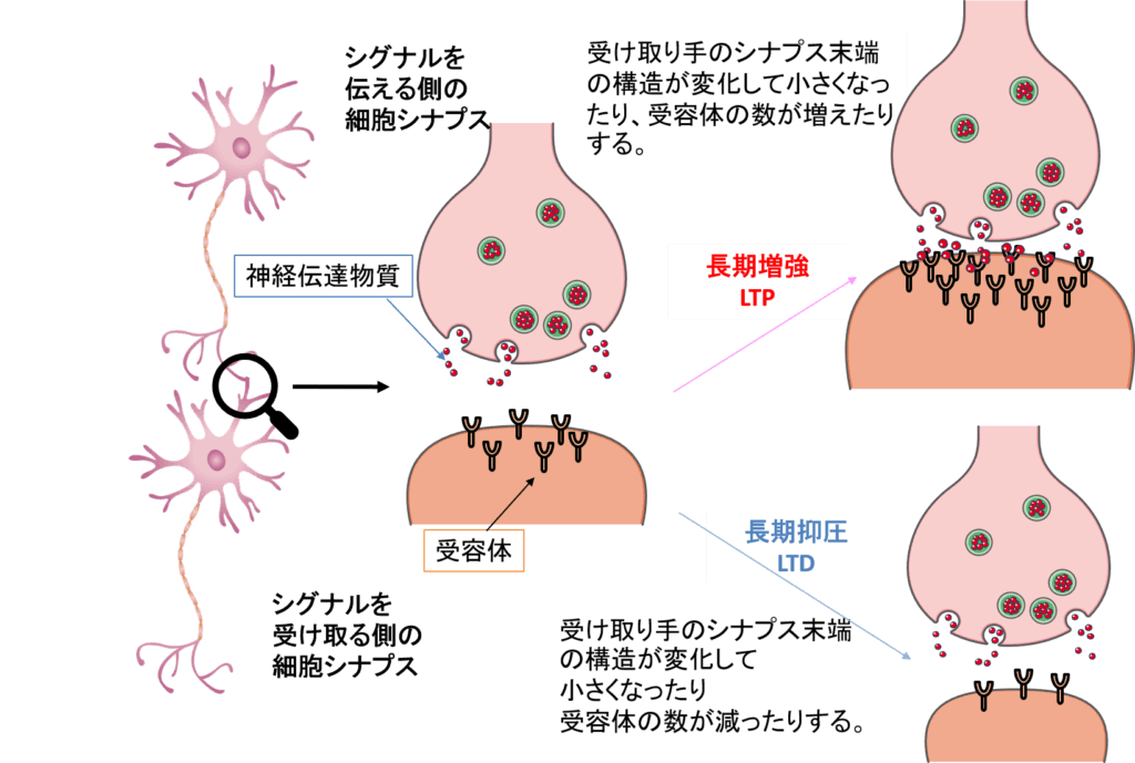 シナプス可塑性